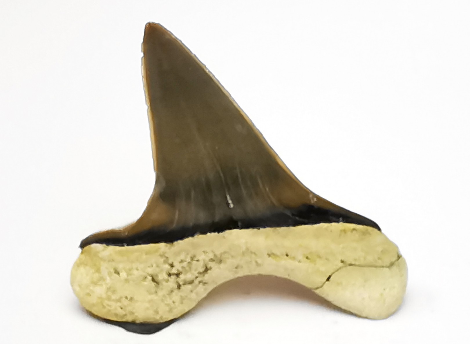 dent de requin Cretoxyrhina mantelli - Cénomanien (Texas)