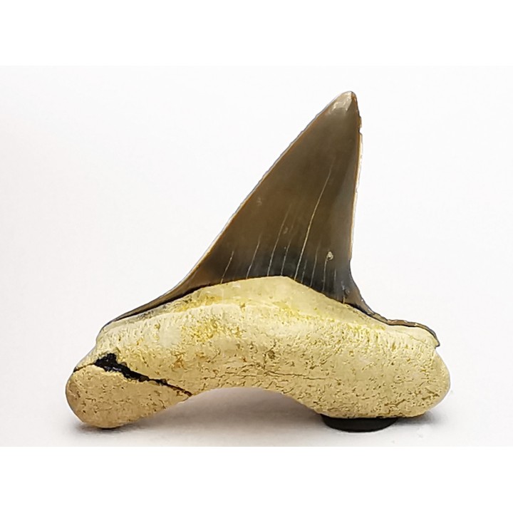 dent de requin Cretoxyrhina mantelli - Cénomanien (Texas)
