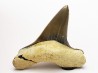 shark tooth Cretoxyrhina mantelli - Cenomanian (Texas)