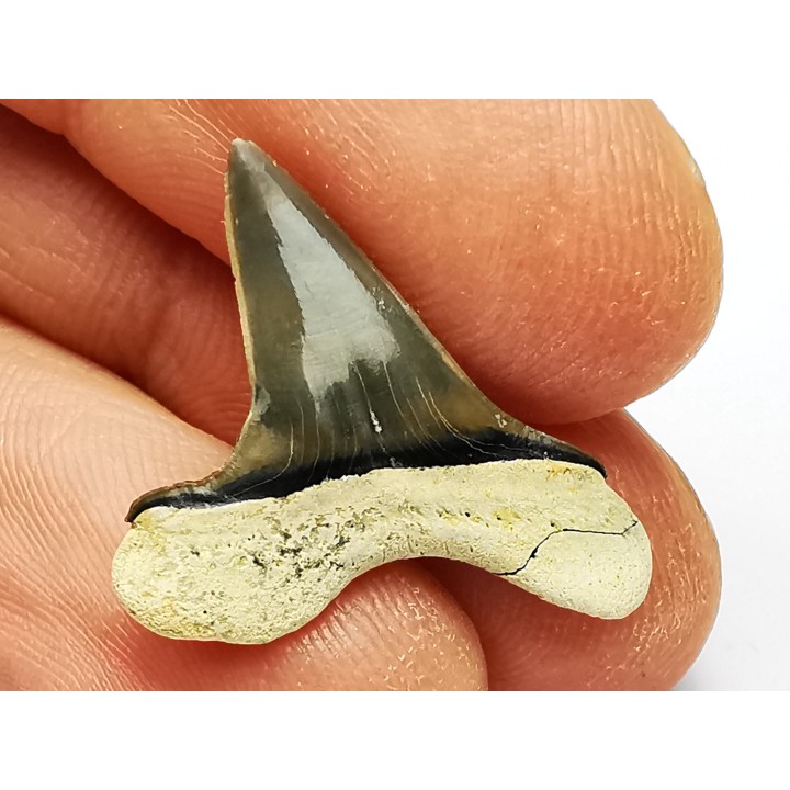 dent de requin Cretoxyrhina mantelli - Cénomanien (Texas)