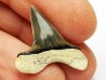 shark tooth Cretoxyrhina mantelli - Cenomanian (Texas)