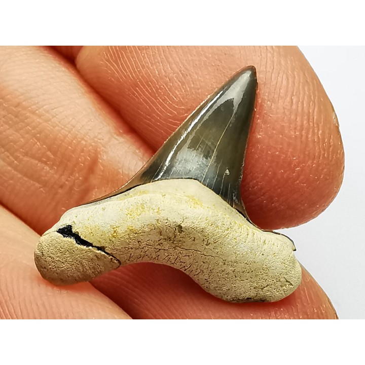 shark tooth Cretoxyrhina mantelli - Cenomanian (Texas)
