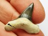 shark tooth Cretoxyrhina mantelli - Cenomanian (Texas)