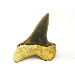 dent de requin Cretoxyrhina mantelli - Cénomanien (Texas)