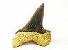 dent de requin Cretoxyrhina mantelli - Cénomanien (Texas)