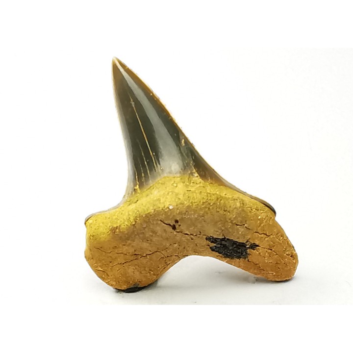 dent de requin Cretoxyrhina mantelli - Cénomanien (Texas)