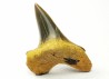 shark tooth Cretoxyrhina mantelli - Cenomanian (Texas)