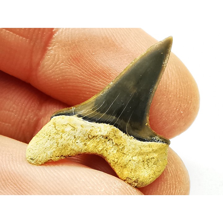 shark tooth Cretoxyrhina mantelli - Cenomanian (Texas)