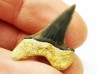 dent de requin Cretoxyrhina mantelli - Cénomanien (Texas)