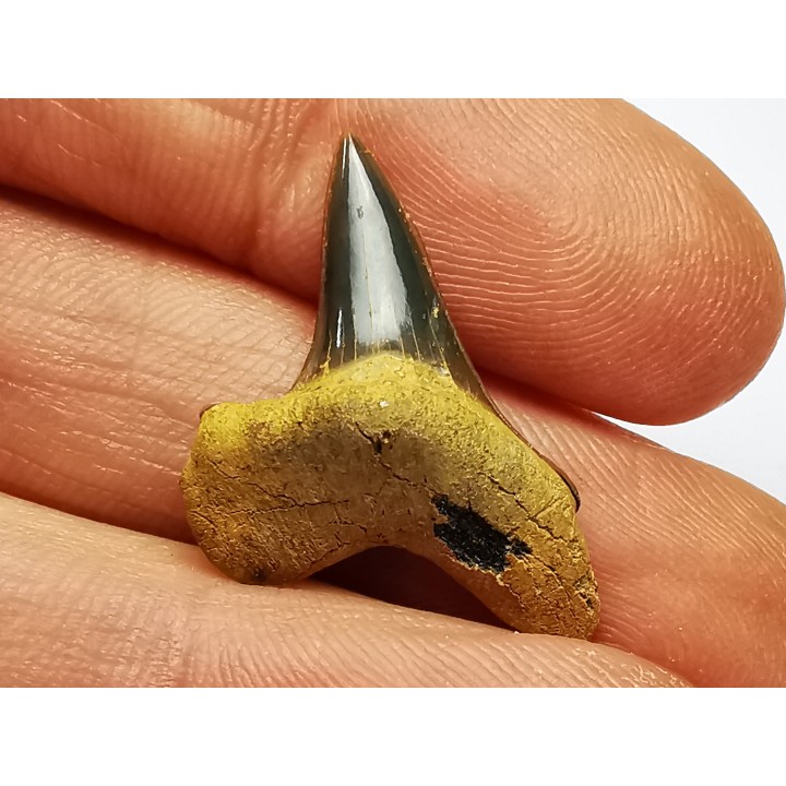 dent de requin Cretoxyrhina mantelli - Cénomanien (Texas)
