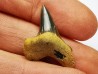 shark tooth Cretoxyrhina mantelli - Cenomanian (Texas)