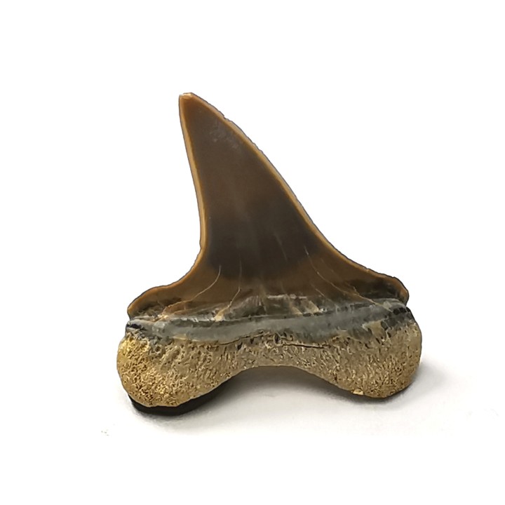 dent de requin Cretoxyrhina mantelli - Cénomanien (Texas)