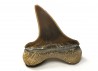 shark tooth Cretoxyrhina mantelli - Cenomanian (Texas)