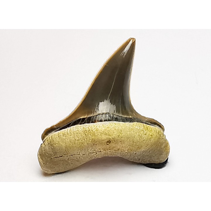 shark tooth Cretoxyrhina mantelli - Cenomanian (Texas)