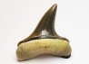 dent de requin Cretoxyrhina mantelli - Cénomanien (Texas)