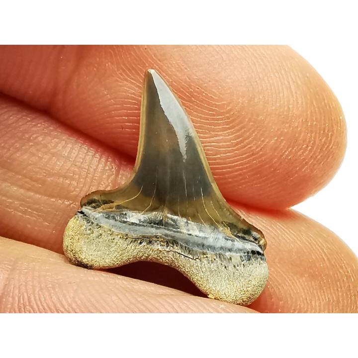 shark tooth Cretoxyrhina mantelli - Cenomanian (Texas)