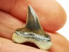 shark tooth Cretoxyrhina mantelli - Cenomanian (Texas)