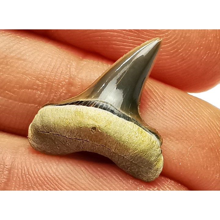 dent de requin Cretoxyrhina mantelli - Cénomanien (Texas)