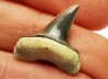 shark tooth Cretoxyrhina mantelli - Cenomanian (Texas)