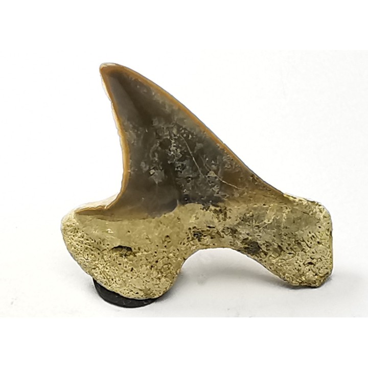 shark tooth Cretoxyrhina mantelli - Cenomanian (Texas)