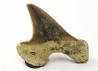 shark tooth Cretoxyrhina mantelli - Cenomanian (Texas)
