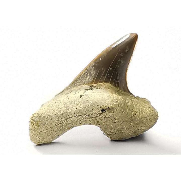 dent de requin Cretoxyrhina mantelli - Cénomanien (Texas)
