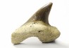 shark tooth Cretoxyrhina mantelli - Cenomanian (Texas)
