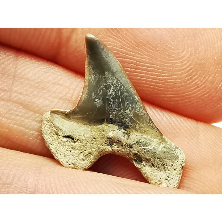 shark tooth Cretoxyrhina mantelli - Cenomanian (Texas)