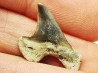 dent de requin Cretoxyrhina mantelli - Cénomanien (Texas)