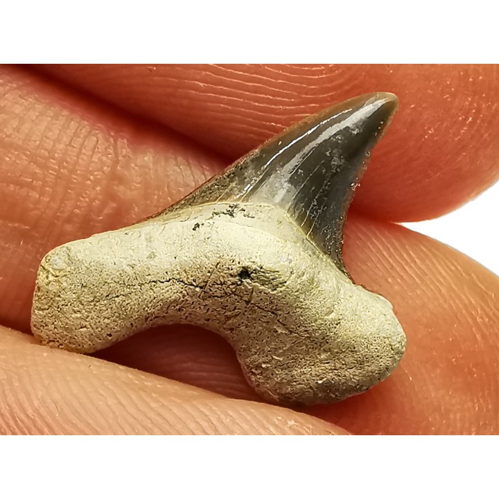 shark tooth Cretoxyrhina mantelli - Cenomanian (Texas)