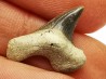 shark tooth Cretoxyrhina mantelli - Cenomanian (Texas)
