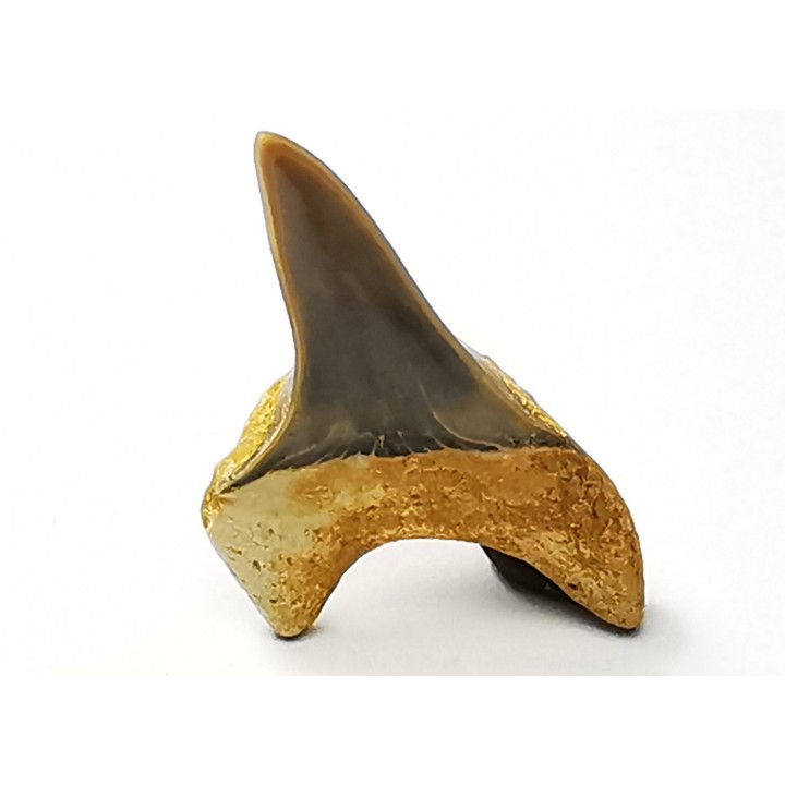 shark tooth Cretoxyrhina mantelli - Cenomanian (Texas)