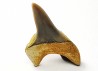 dent de requin Cretoxyrhina mantelli - Cénomanien (Texas)