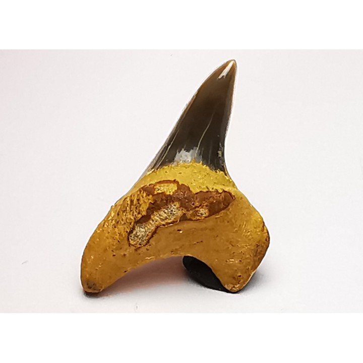 shark tooth Cretoxyrhina mantelli - Cenomanian (Texas)