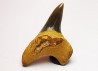 dent de requin Cretoxyrhina mantelli - Cénomanien (Texas)