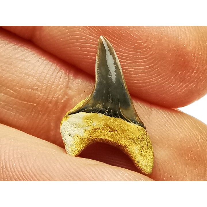 dent de requin Cretoxyrhina mantelli - Cénomanien (Texas)