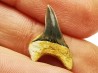 shark tooth Cretoxyrhina mantelli - Cenomanian (Texas)