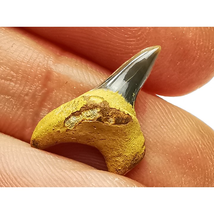 dent de requin Cretoxyrhina mantelli - Cénomanien (Texas)