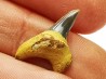dent de requin Cretoxyrhina mantelli - Cénomanien (Texas)