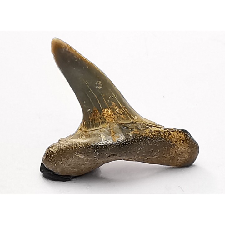 dent de requin Cretoxyrhina mantelli - Cénomanien (Texas)