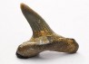 dent de requin Cretoxyrhina mantelli - Cénomanien (Texas)