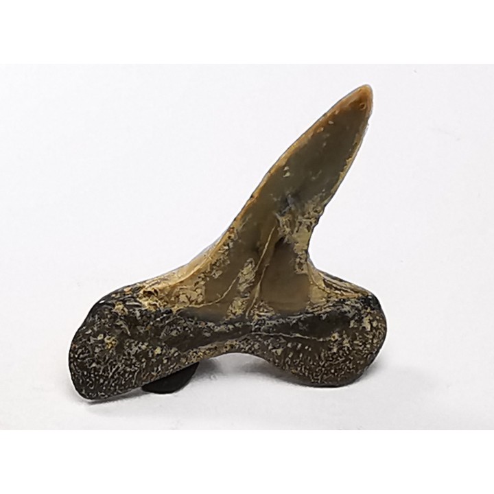 shark tooth Cretoxyrhina mantelli - Cenomanian (Texas)