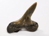 dent de requin Cretoxyrhina mantelli - Cénomanien (Texas)