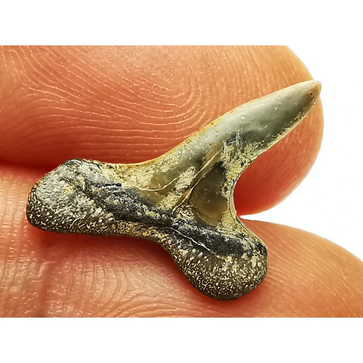shark tooth Cretoxyrhina mantelli - Cenomanian (Texas)