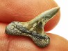 shark tooth Cretoxyrhina mantelli - Cenomanian (Texas)