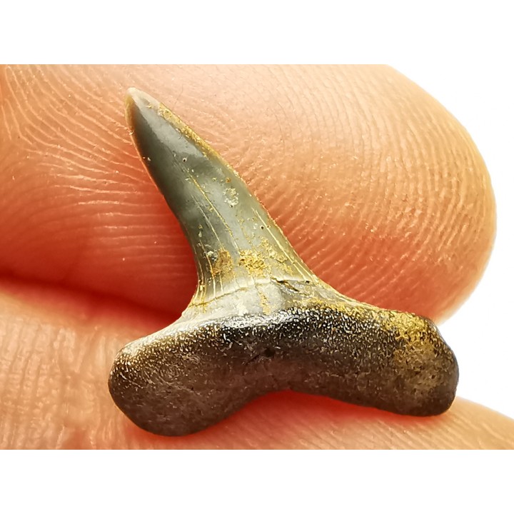 dent de requin Cretoxyrhina mantelli - Cénomanien (Texas)