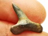 dent de requin Cretoxyrhina mantelli - Cénomanien (Texas)