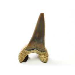 shark tooth Cretoxyrhina mantelli - Cenomanian (Texas)
