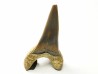 dent de requin Cretoxyrhina mantelli - Cénomanien (Texas)