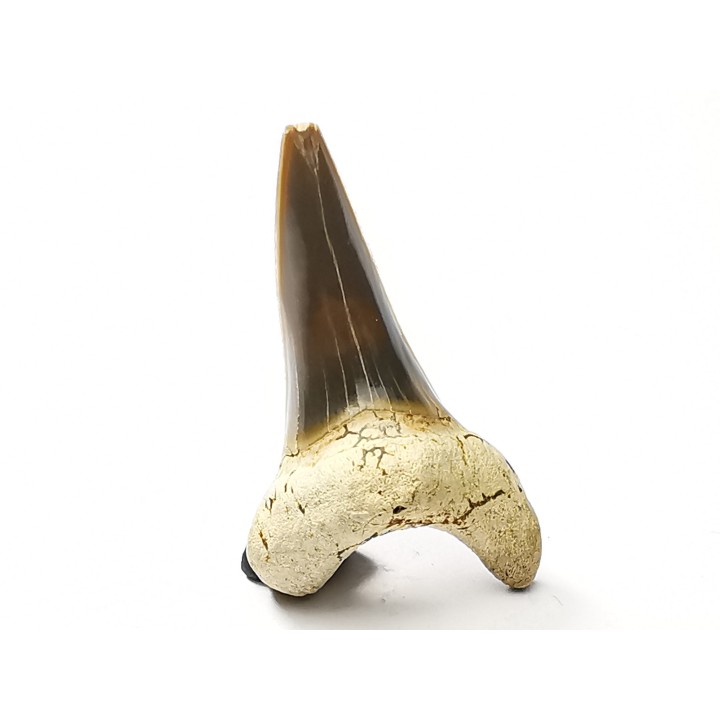 shark tooth Cretoxyrhina mantelli - Cenomanian (Texas)